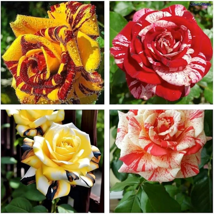 Agrostemma githago ��������� Rose blooms for planting in decorative garden borders