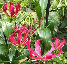 Gloriosa Lily Plant for Elegant Garden Displays Seeds for a lasting display in the Elegant Garden Displays