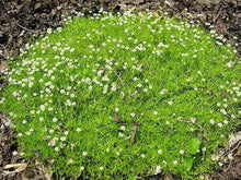 Irish Moss Plants known for ground Cover