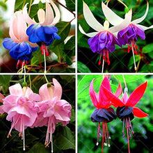 Fuchsia Seeds for growers filling out the Vibrant Garden Blooms