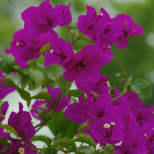 Bougainvillea Spectabilis Seeds (Bougainvillea spp.) for a bright addition to the Flower Bed & Vertical Garden