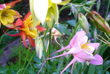 Aquilegia Viridiflora Seeds for a colorful addition to any planting