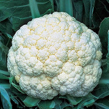Snow Seeds (Crown cauliflower) for reliable seasonal color