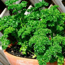 Parsley Plants for cooks growing their own fresh herbs
