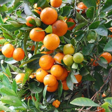 Kumquat Citrus japonica orange fruit seeds