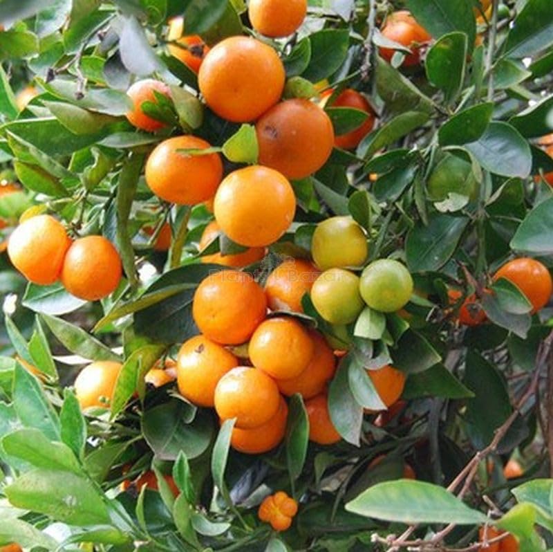 Kumquat Citrus japonica orange fruit seeds