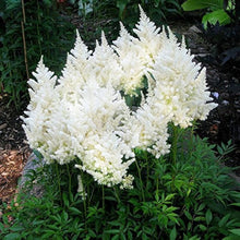 White Astilbe Seeds for gardeners building out beds and borders