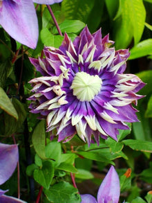 Clematis Seeds for seasonal color across the Flower Bed & Garden