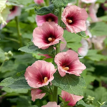 Organic Pink Red Yellow Hollyhock Seeds Mix