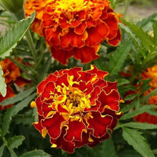 Harlequin Marigold Seeds grown for vibrant Flower Landscaping