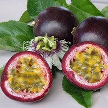 Passion Fruit Exotic Climbing Plant Seeds for sweet homegrown fruit in the Tropical Garden