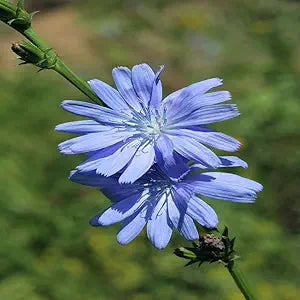Chicory flower (Cichorium intybus) for planting in garden and home garden
