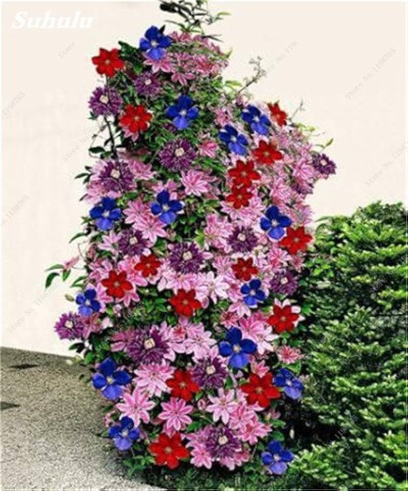 Clematis Bonsai Seeds for long-term planting in the yard