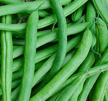 Bush Blue Lake 27 Bean Seeds (Phaseolus vulgaris) for growers stocking the compact kitchen garden and container growing