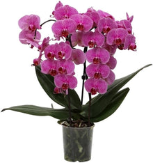 Hydroponic Phalaenopsis Orchid Plant Seeds for growers seeking a long-blooming display