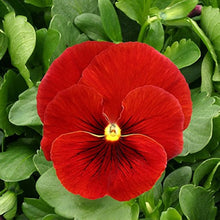 Pansy Viola Tricolor Red Seeds for growers filling out the Window Boxes Flower Bed