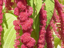 Amaranthus Hypochondriacus Seeds for a lasting display in the Flower Urban Garden