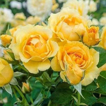 Rose Yellow Heart Perennial Seeds for gardeners building out beds and borders