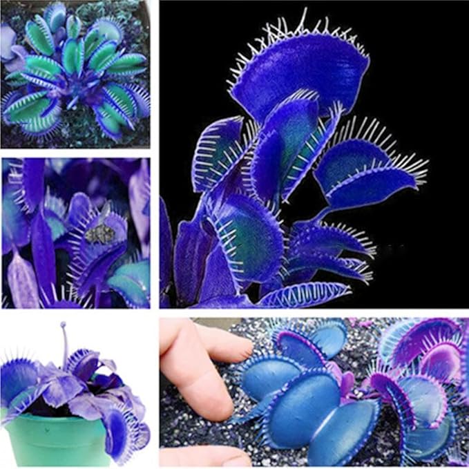 Venus Fly Trap Giant Mixed Variety Carnivorous Plant Seeds for gardeners building out beds and borders