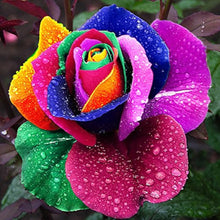 Rainbow Rose Rosa Hybrida flower Seeds for a bright addition to the home garden and vertical garden containers