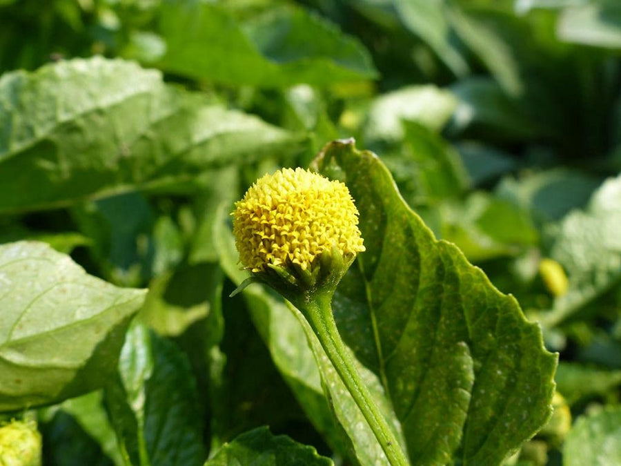 Lemon Drop Spilanthes (Spilanthes oleracea) for herbal garden planting