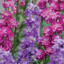 Viola Seeds for colorful blooms in the Garden Perennial Matthiola Incana