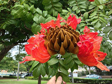 African Tulip Tree Seeds valued for growing Tropical Flowering Trees