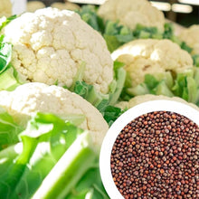 Cauliflower Seeds for a lasting display in the Brassica patch urban garden