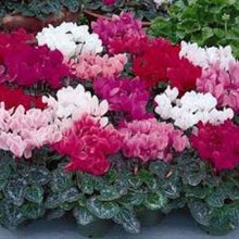 Cyclamen Seeds (Cyclamen persicum) for seasonal color across the shaded patios and pots