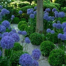 Black Giant Allium Seeds for gardeners building out beds and borders