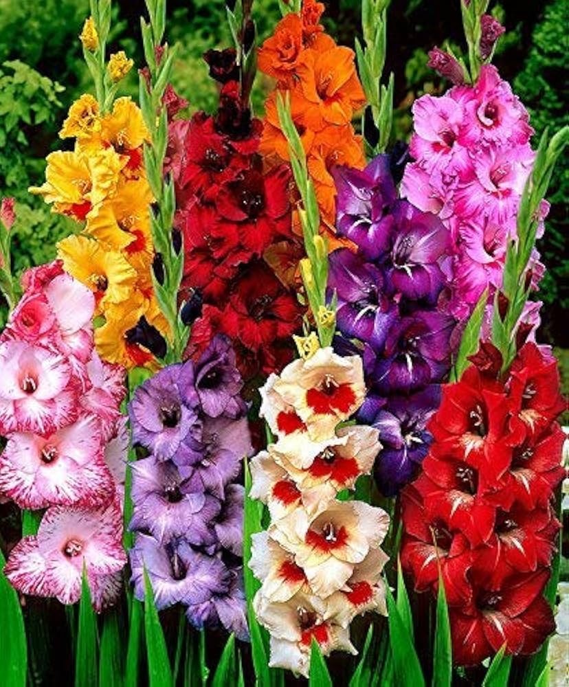 Gladiolus trichonemifolius Seeds