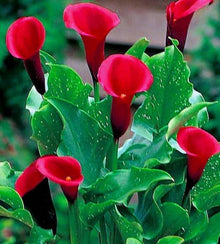 Red Calla Lily Seeds for seasonal color across the Flower Bed & Garden