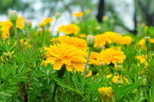 Gold Medallion Seeds for growers filling out the flower bed