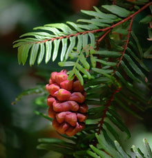 California Redwood Tree Seeds (Sequoia sempervirens) for a lasting addition to the landscape