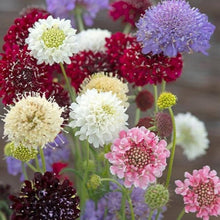 White Scabiosa Seeds for growers seeking a long-blooming display