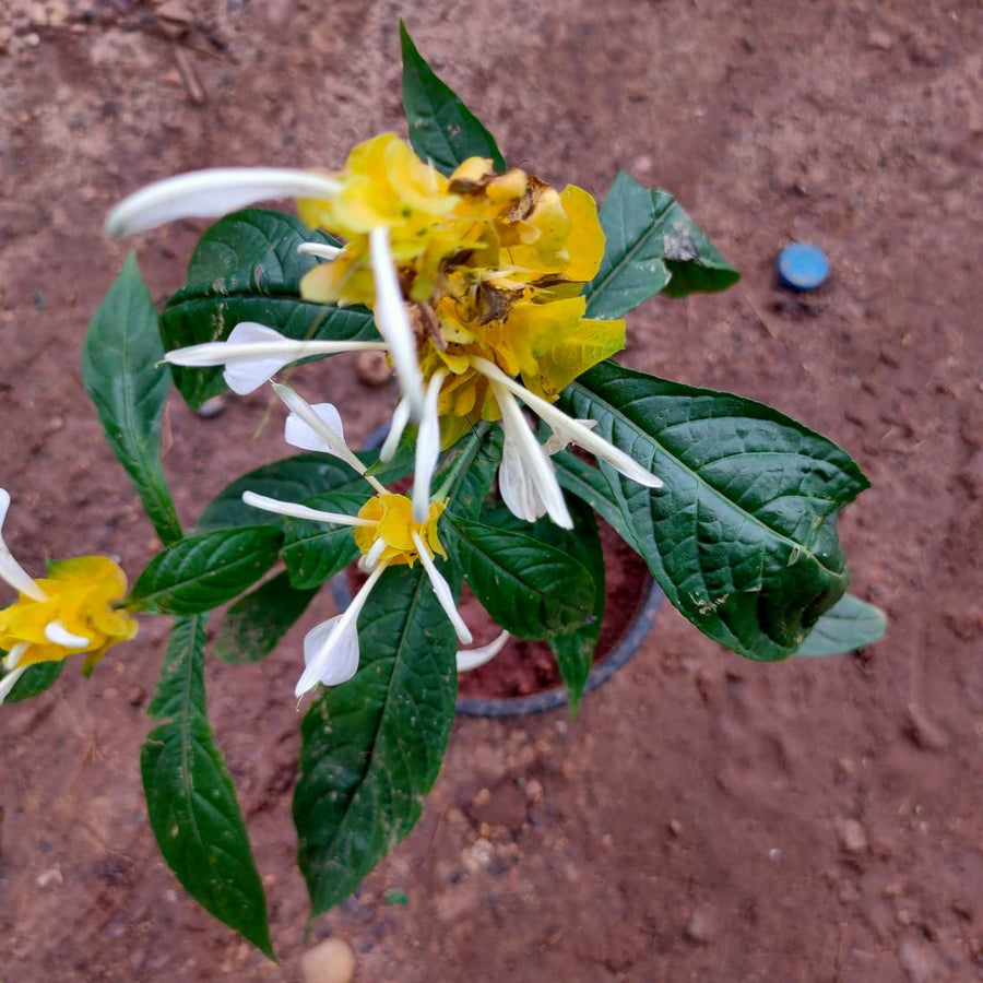 Golden Shrimp Pachystachys Lutea Flower Seeds for Planting – Ideal for Tropical Gardens and Decorative Pots