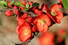Japanese Quince Seeds (Chaenomeles japonica) for colorful blooms in the Flower Bed & Urban Garden
