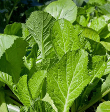 Mustard Plants prized among growers for growing Green
