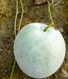 Winter Melon Vegetable Benincasa hispida for planting in vegetable patch