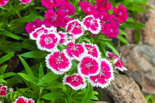 Chinese Pinks Seeds (Dianthus chinensis) for a bright addition to the Flower Border or Urban Garden