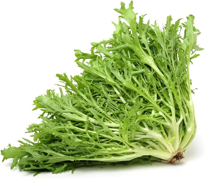King endive lettuce seeds for fresh garden planting