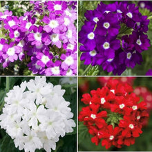 Black Verbena Seeds for gardeners building out beds and borders