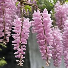 Pale Purple Pink Wisteria flower seeds