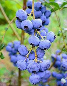 Blueberry plant Seeds for sweet homegrown fruit in the home gardens