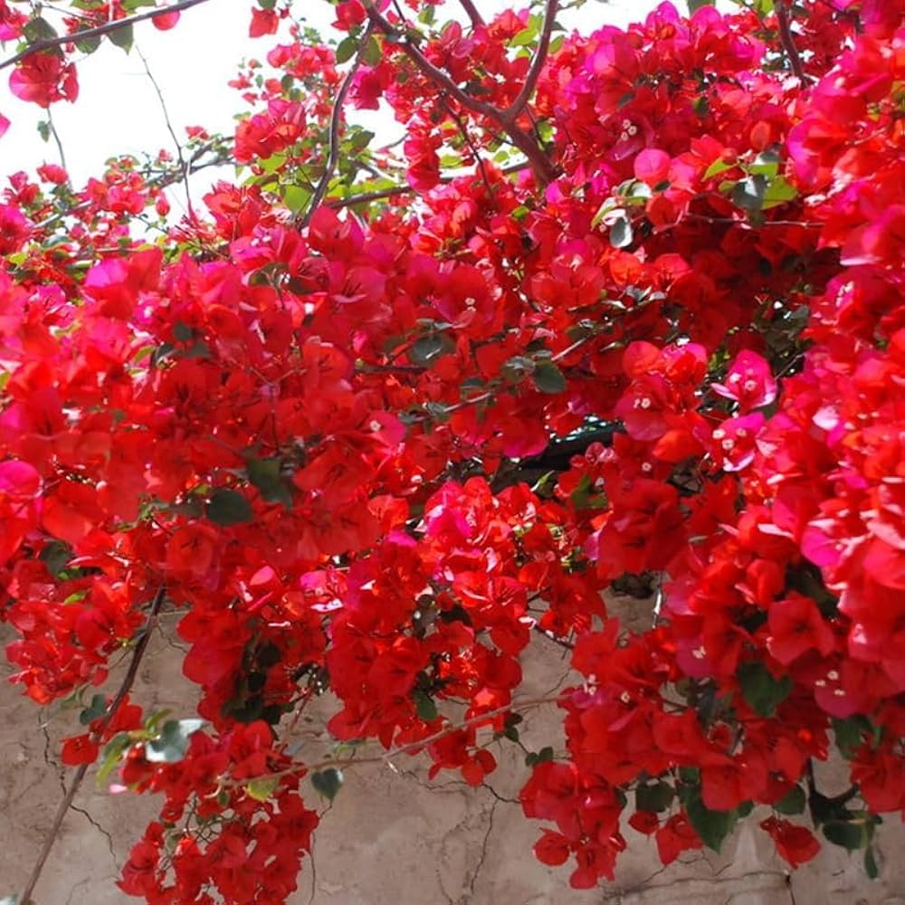 Bougainvillea Spectabilis Flower Seeds