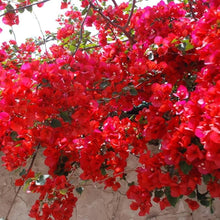 Bougainvillea Spectabilis Flower Seeds