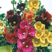 Malve Super-Single-Mix for planting in home garden