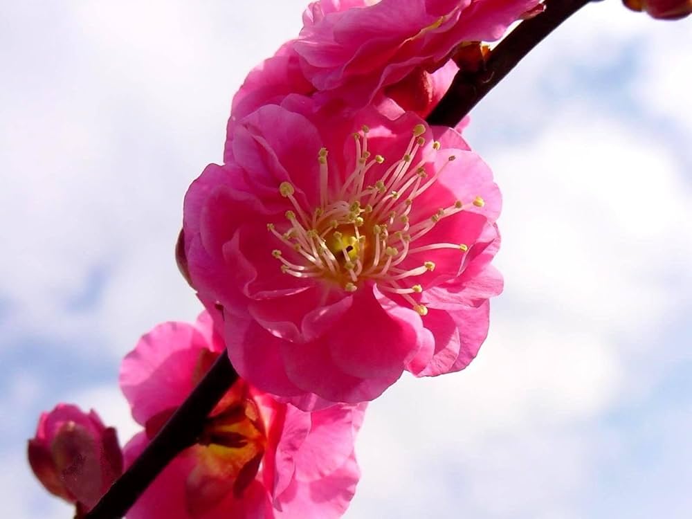 Armeniaca mume & Chimonanthus praecox seeds ��������� flowering plants for planting in home garden