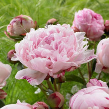 Fernleaf Peony Seeds (Paeonia tenuifolia) for a lasting display in the flower beds and perennial gardens