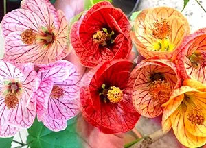 Abutilon Abutilon hybridum flower seeds for planting in backyard garden or patio pots - for planting in home garden